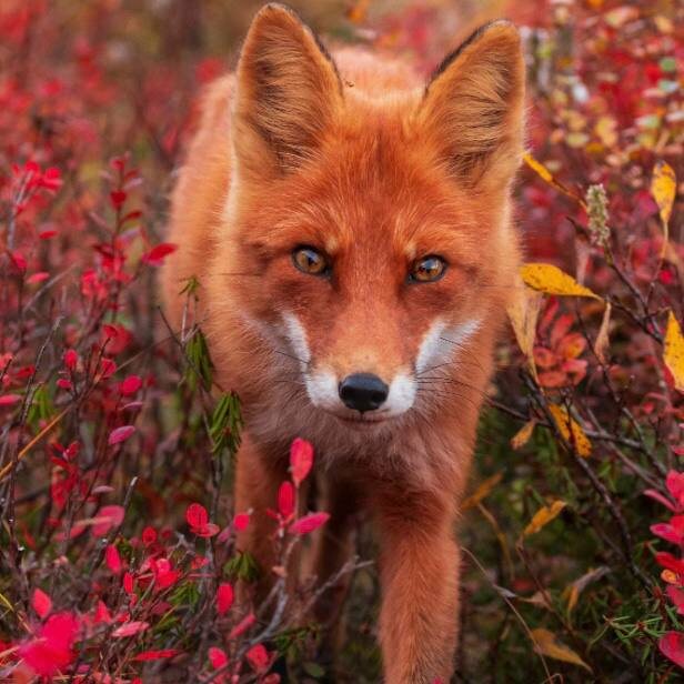 Фото: телеграм-канала «Шпиленок фильм»