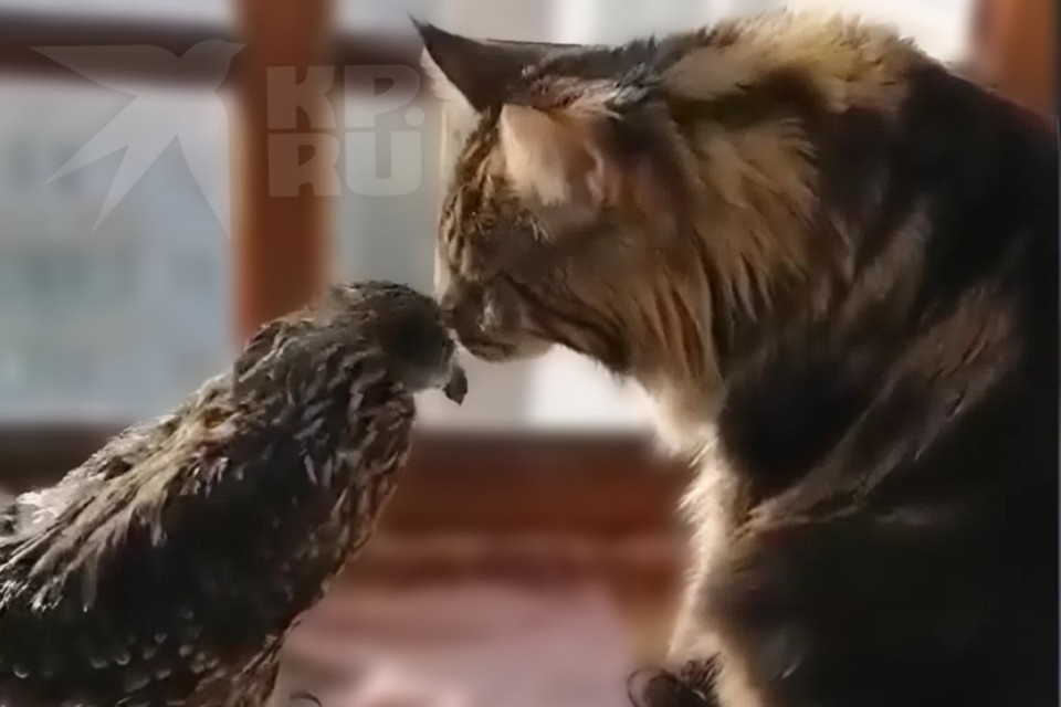    Добряк мейн-кун из Абакана нашел лучшего друга в коршуне, которого спас его хозяин. Фото: архив семьи.