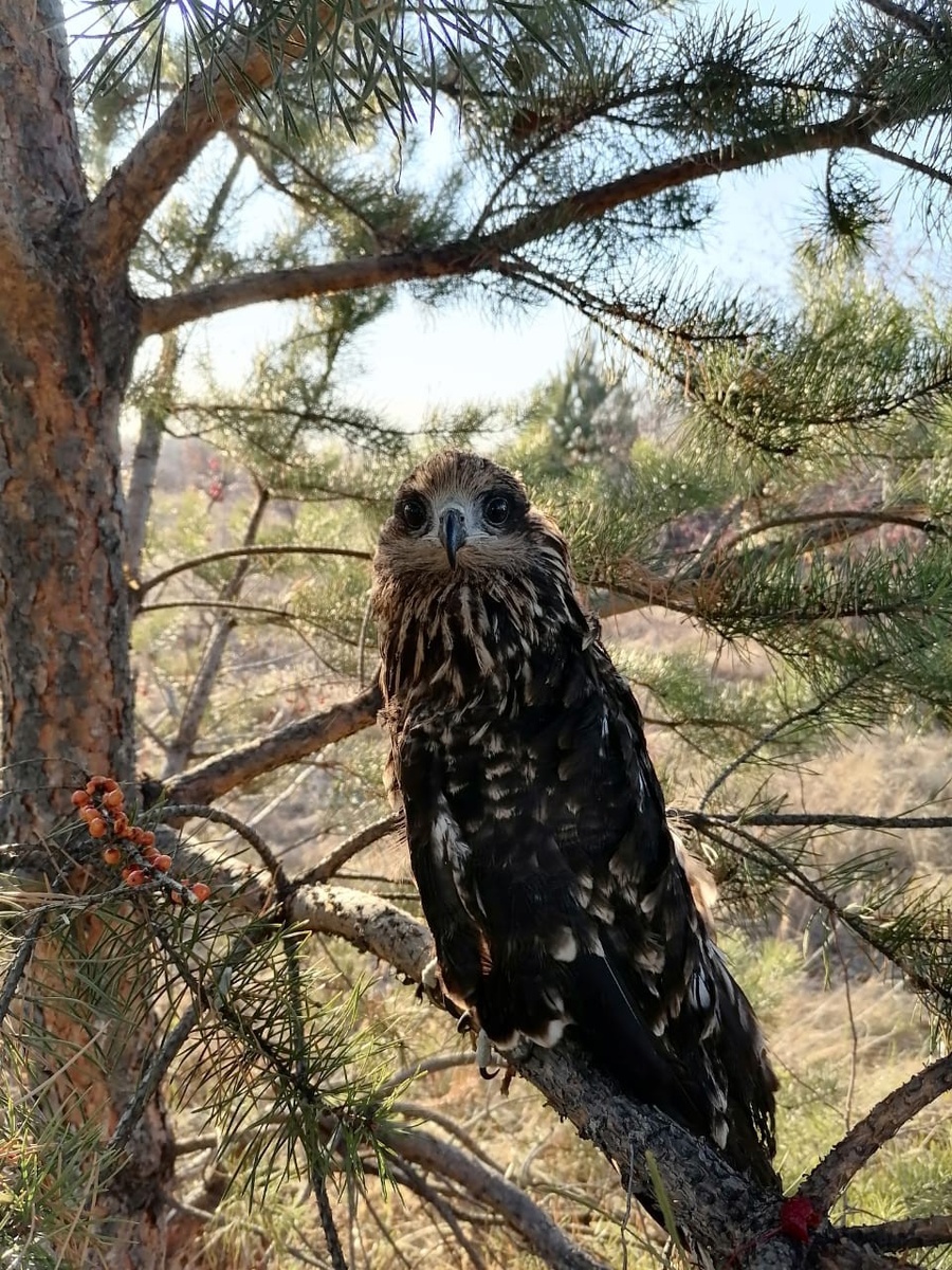    Мася на прогулке. Фото: архив семьи.