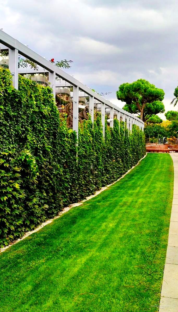 🌿🍇🌿🍇🌿🍇🌿