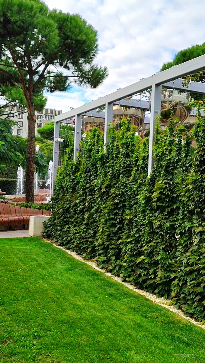 🌿🍇🌿🍇🌿🍇🌿