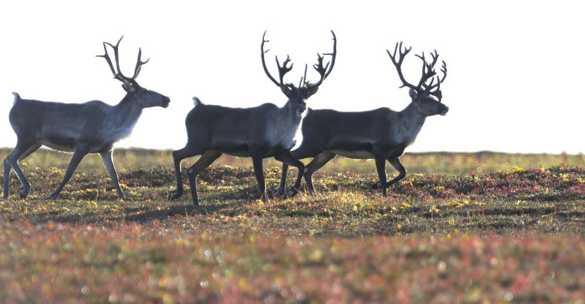 Фото Кроноцкого заповедника