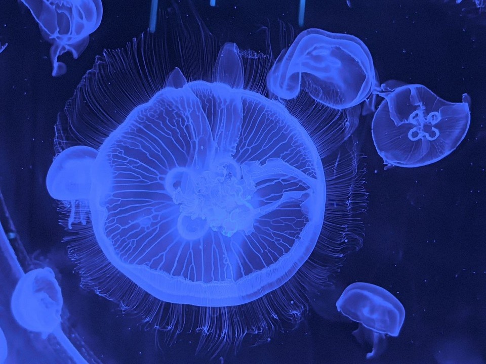    Центр океанографии и морской биологии «Дельфиния» Вера Березовская