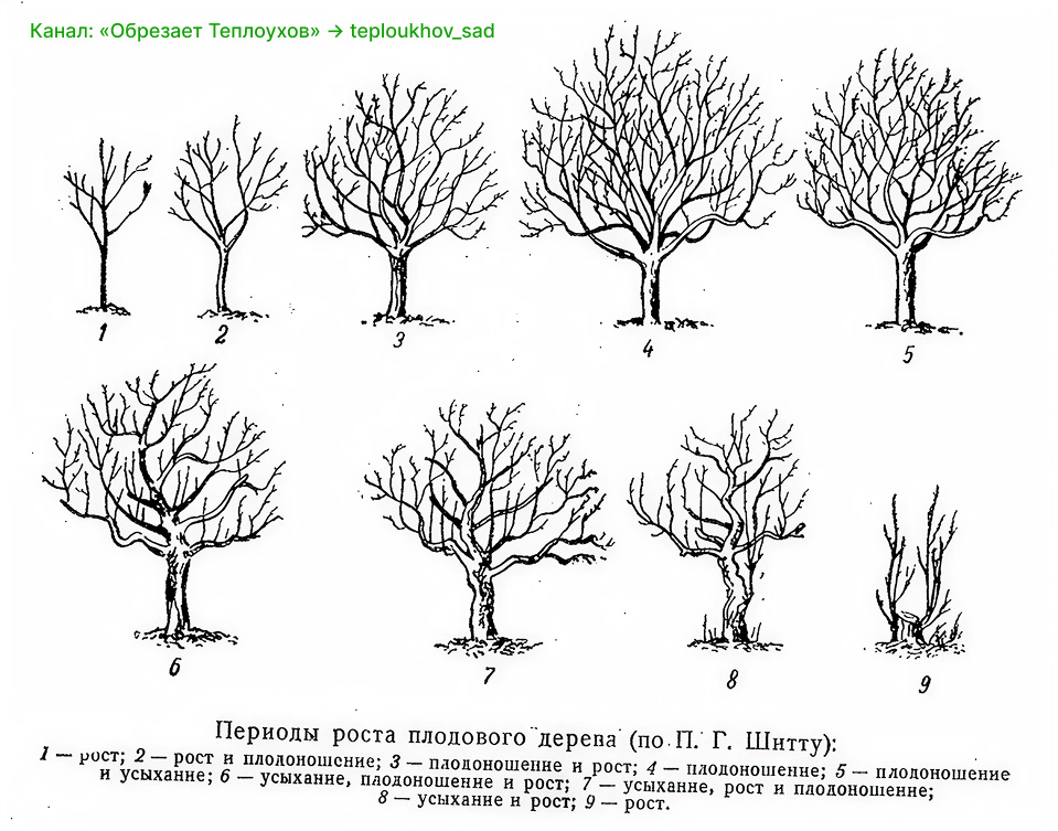Периоды роста дерева по П. Г. Шитту. Дерево неибежно проходит эти этапы, но мы можем этим управлять, чтобы оно не устарело и не погибло раньше, чем мы планируем.
