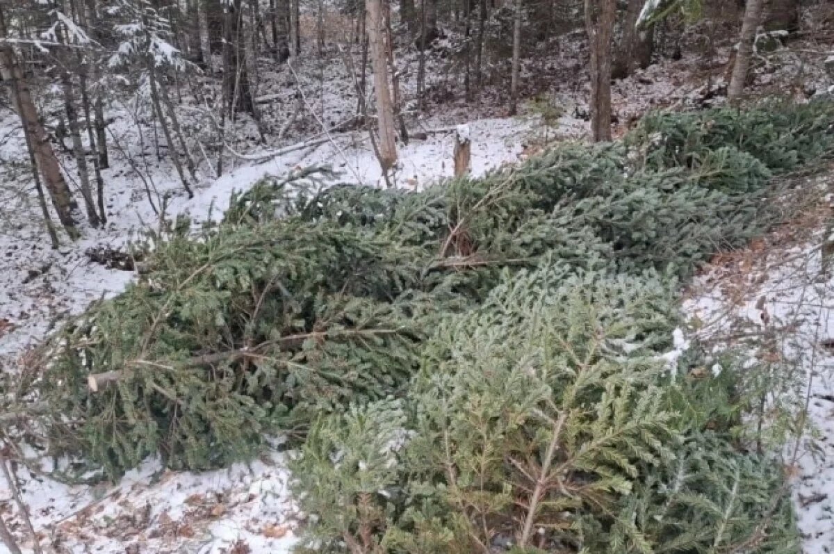    За вырубку 336 елей и пихт на севере Приморья задержали восемь человек