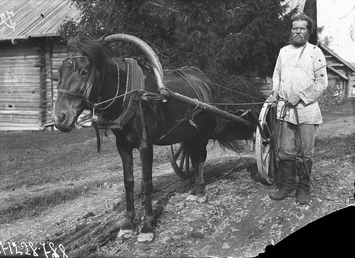 Ивашка-писарь-1: ситуация с сеном на сенозаправочных станциях