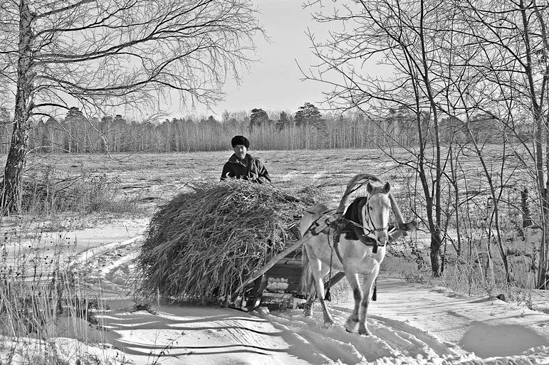 Ивашка-писарь-1: ситуация с сеном на сенозаправочных станциях
