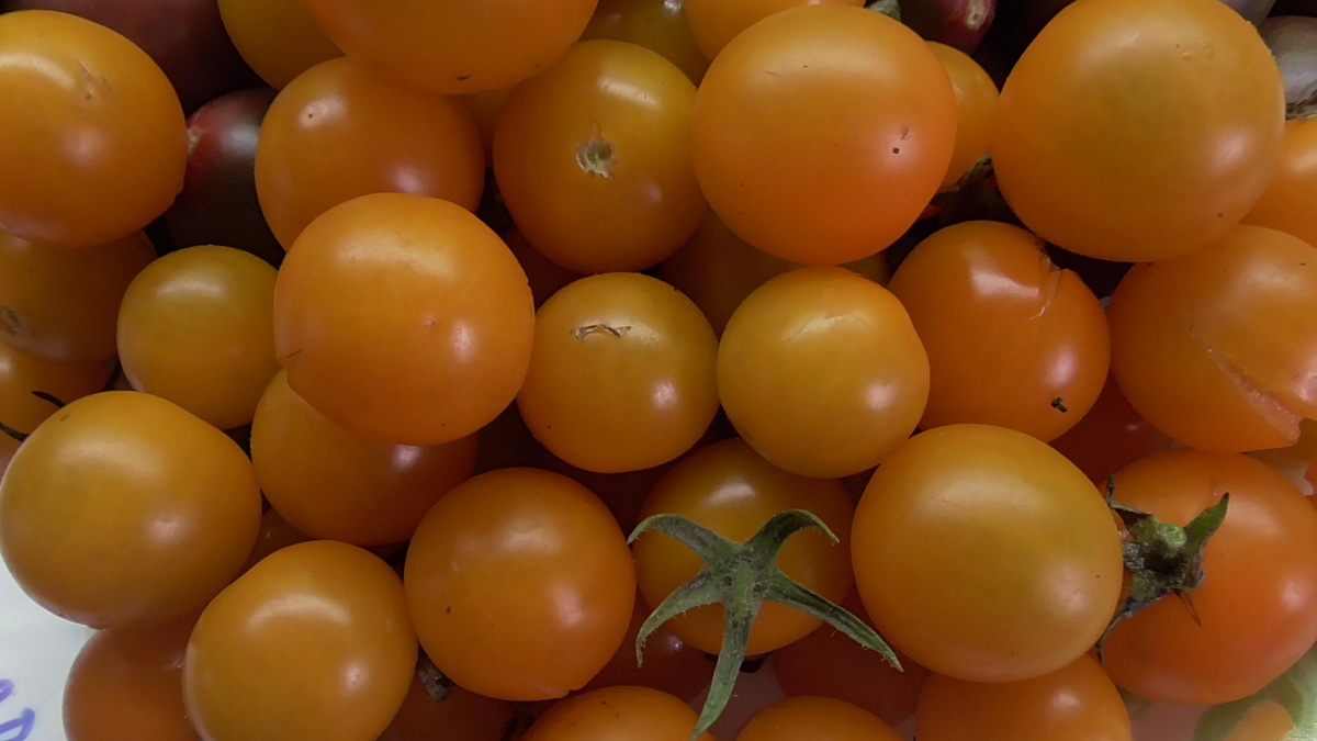 Томат Златовласка. №741.