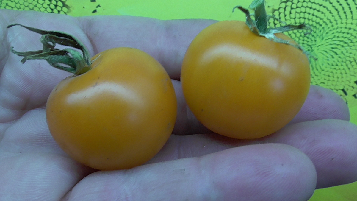 Томат Златовласка. №741.