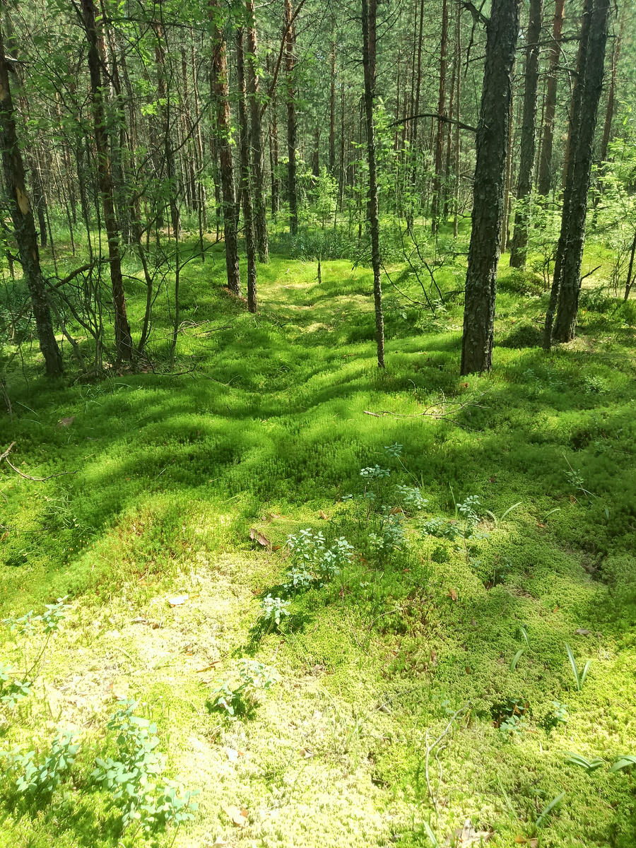 Фото автора. Это настоящее болото. Земля очень мягкая, покрыта мхом. Под мхом много воды, болото. 