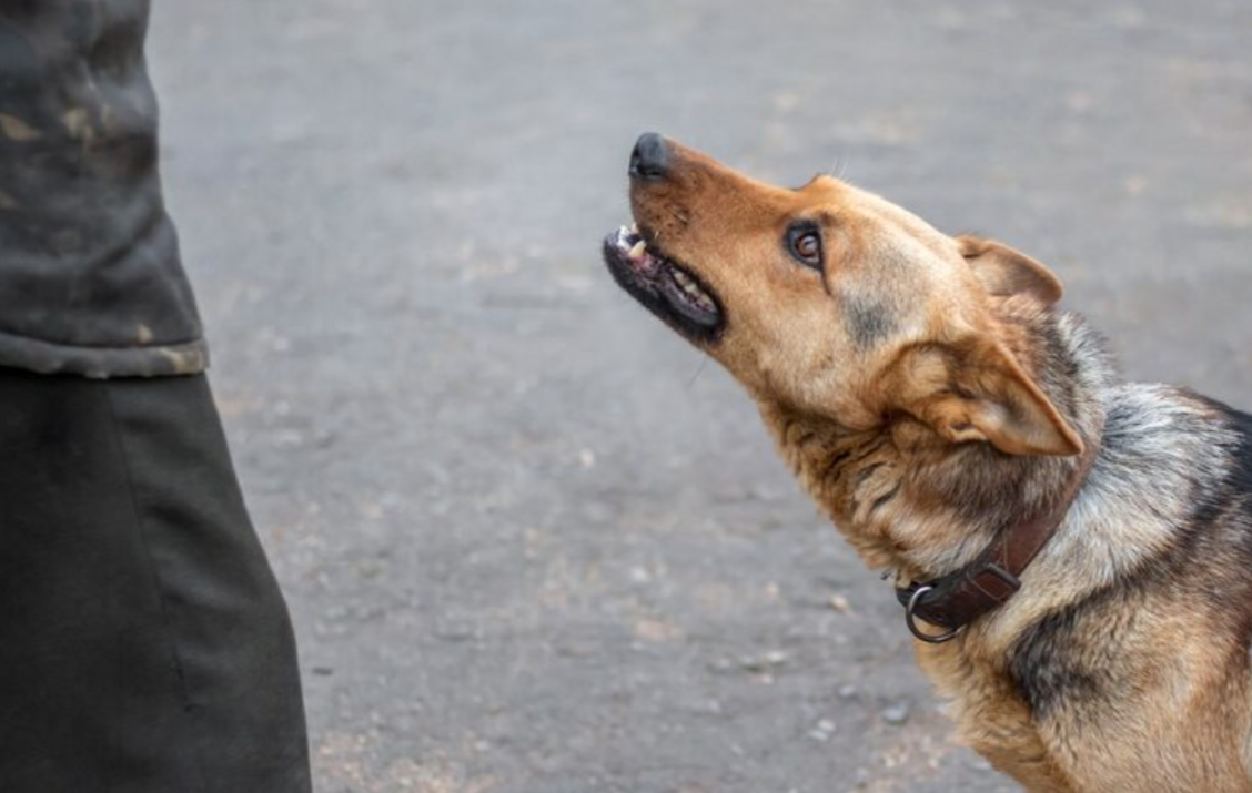    Как спастись от агрессивных собак: метод, который работает даже у 5-летних детей