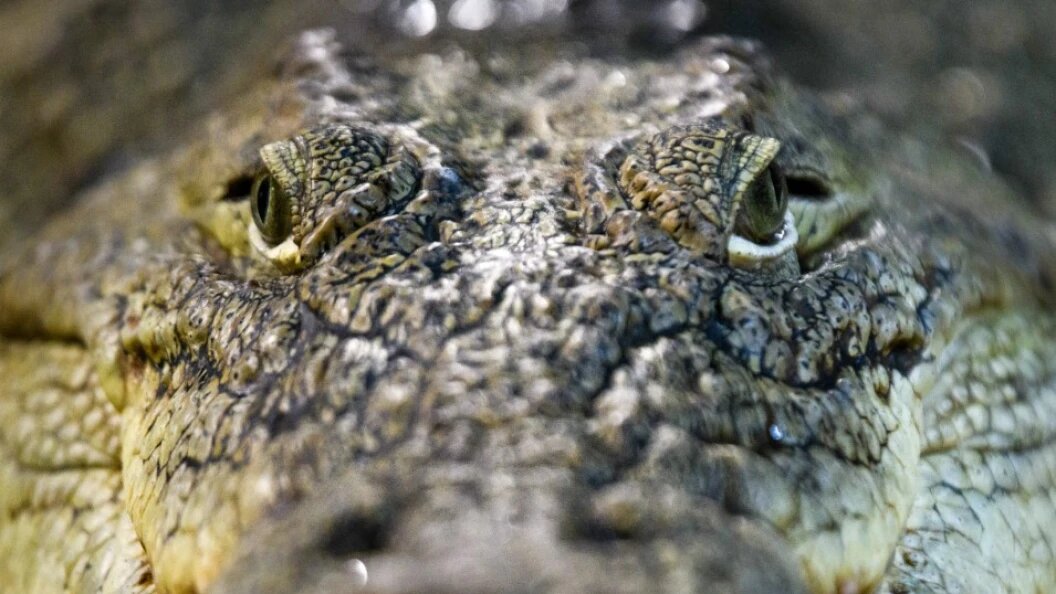    Ilya Moskovets/URA.RU/Globallookpress