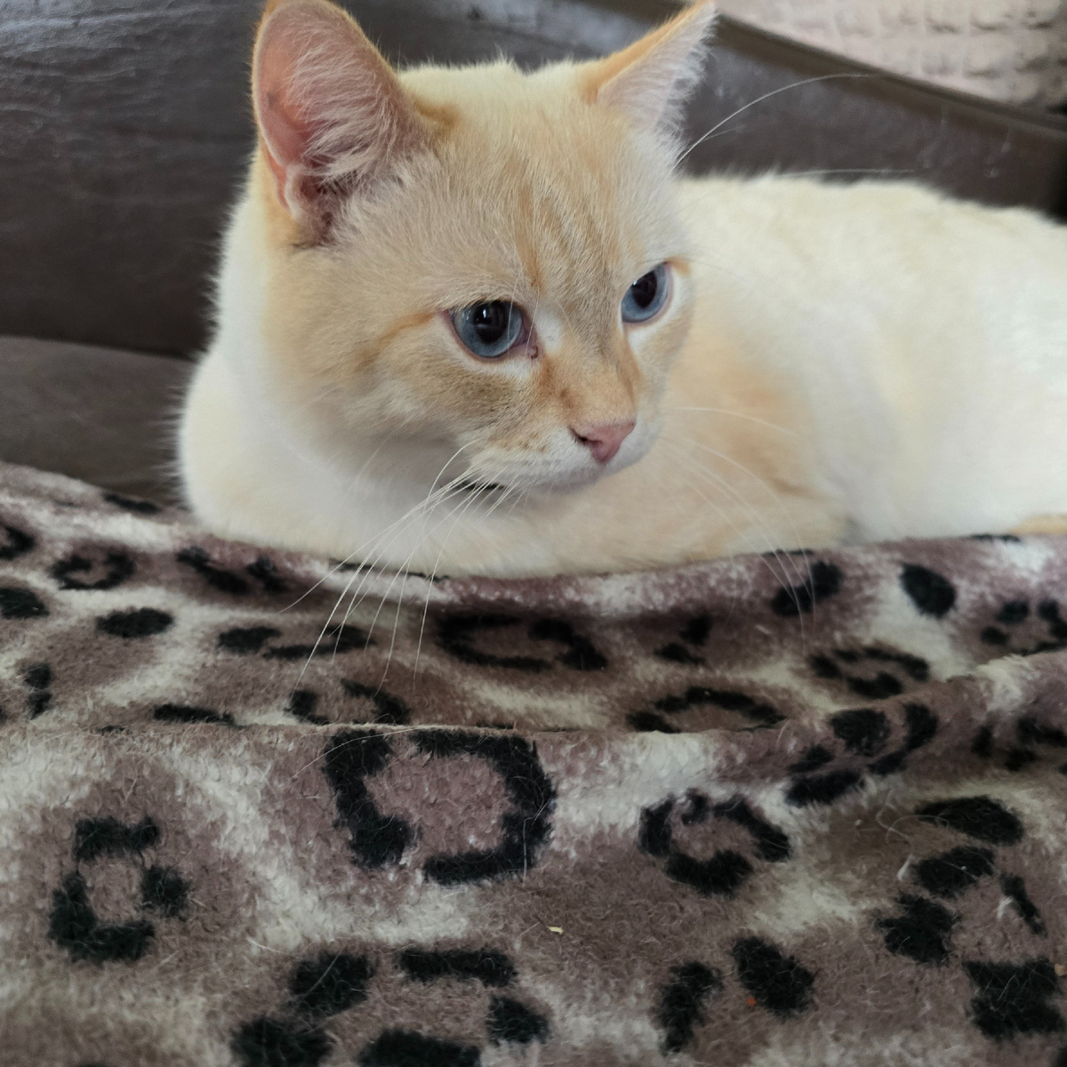 рыжий красавчик с невинным взглядом следователя