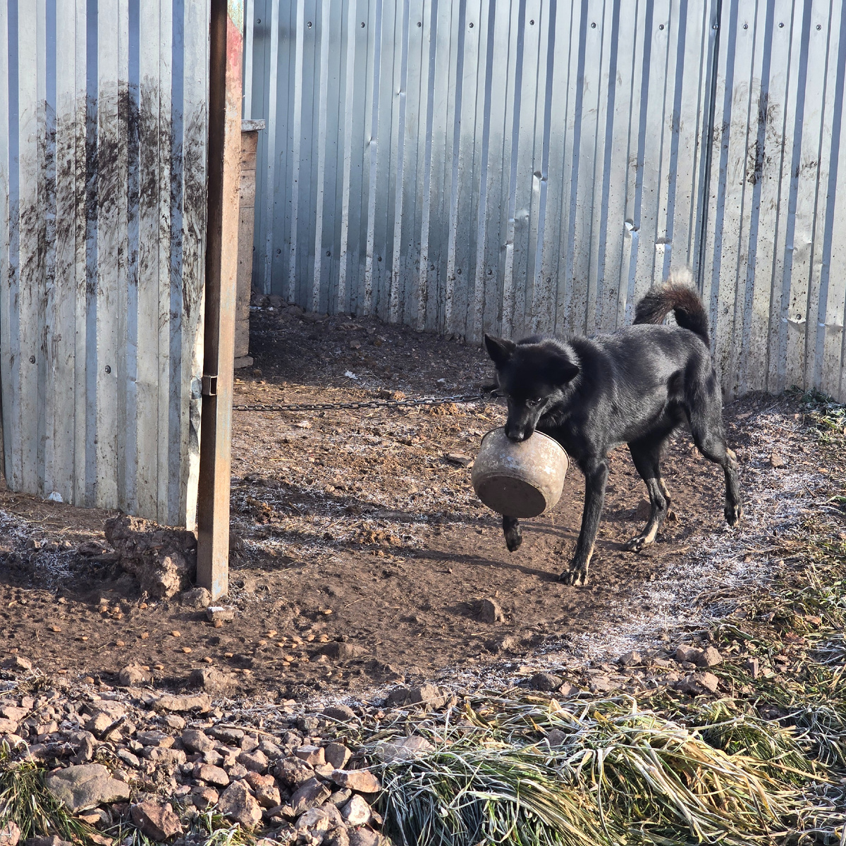 темный пес с миской - алиби железобетонное