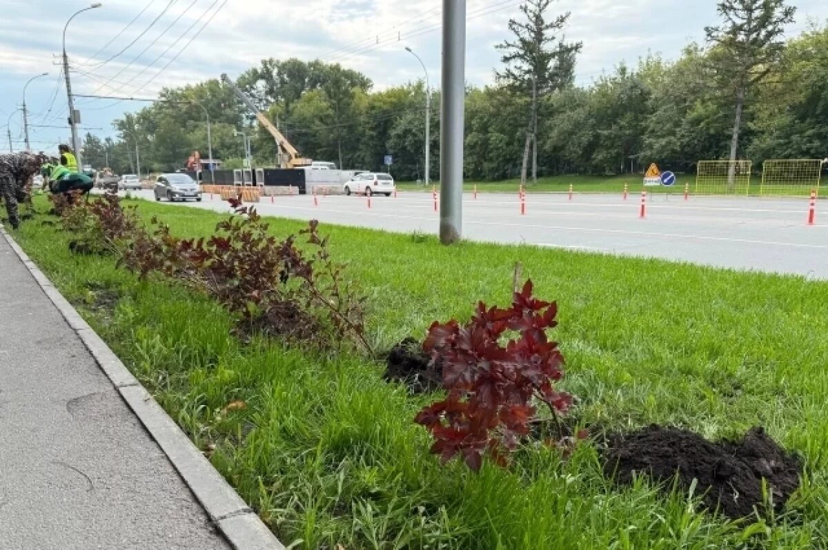    В Новосибирске высадили 100 кустов пузыреплодника