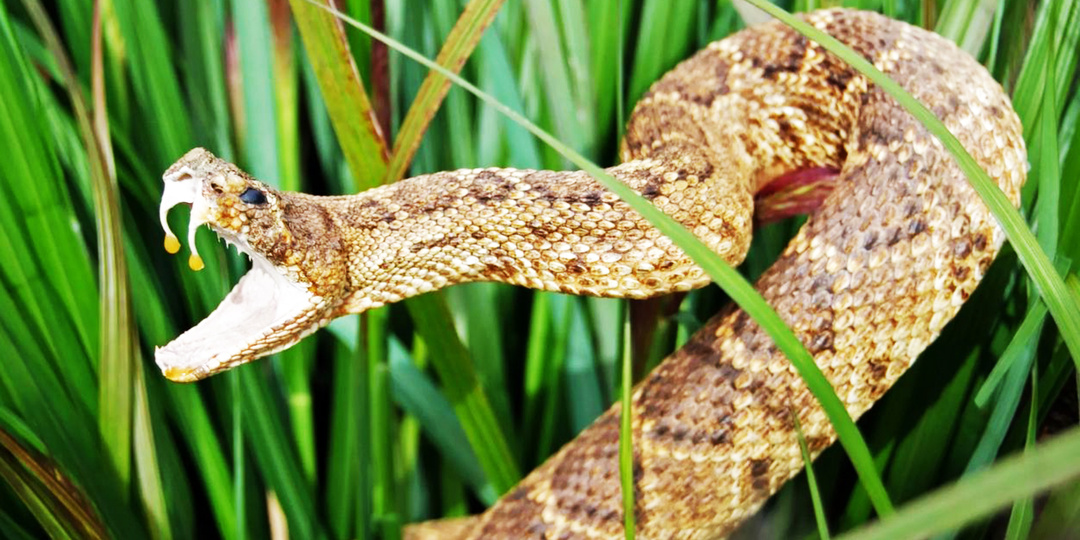 Удар за 60 миллисекунд: как ядовитые змеи превзошли законы биологии.