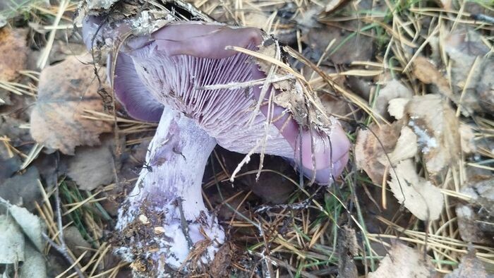    Грибы. Грибники Омска и Омской области, фото: Татьяна Криницкая