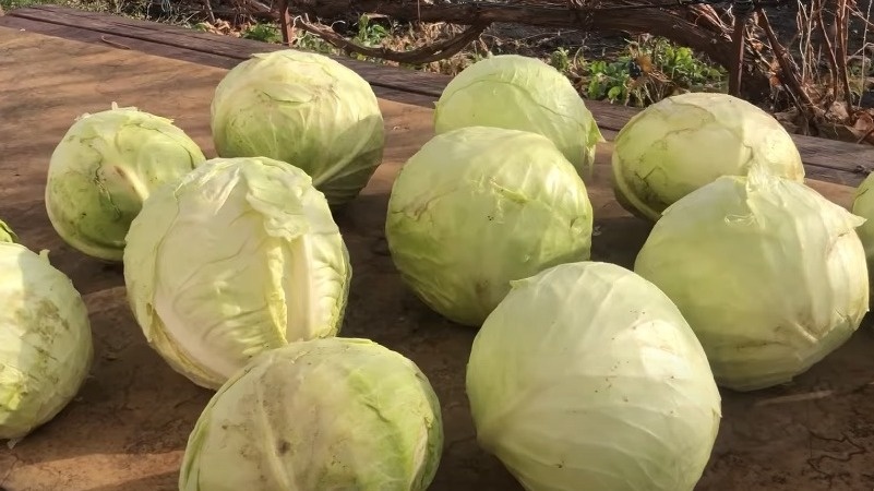 Правильный кочан для квашения - плотный, белый на срезе, обязательно взвешиваем