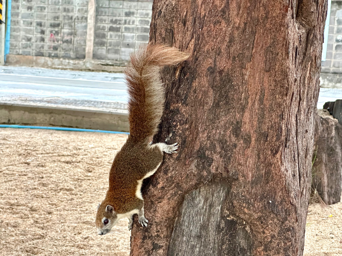 Белки в Паттайе.