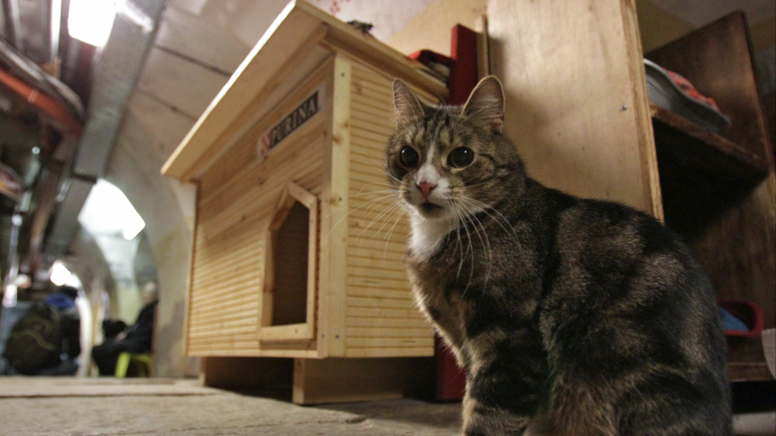    Фото: © РИА Новости/Игорь Руссак; 5-tv.ru