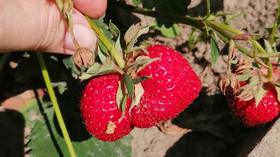 Ремонтантная клубника плодоносит в октябре, когда остальные растения готовятся к зиме