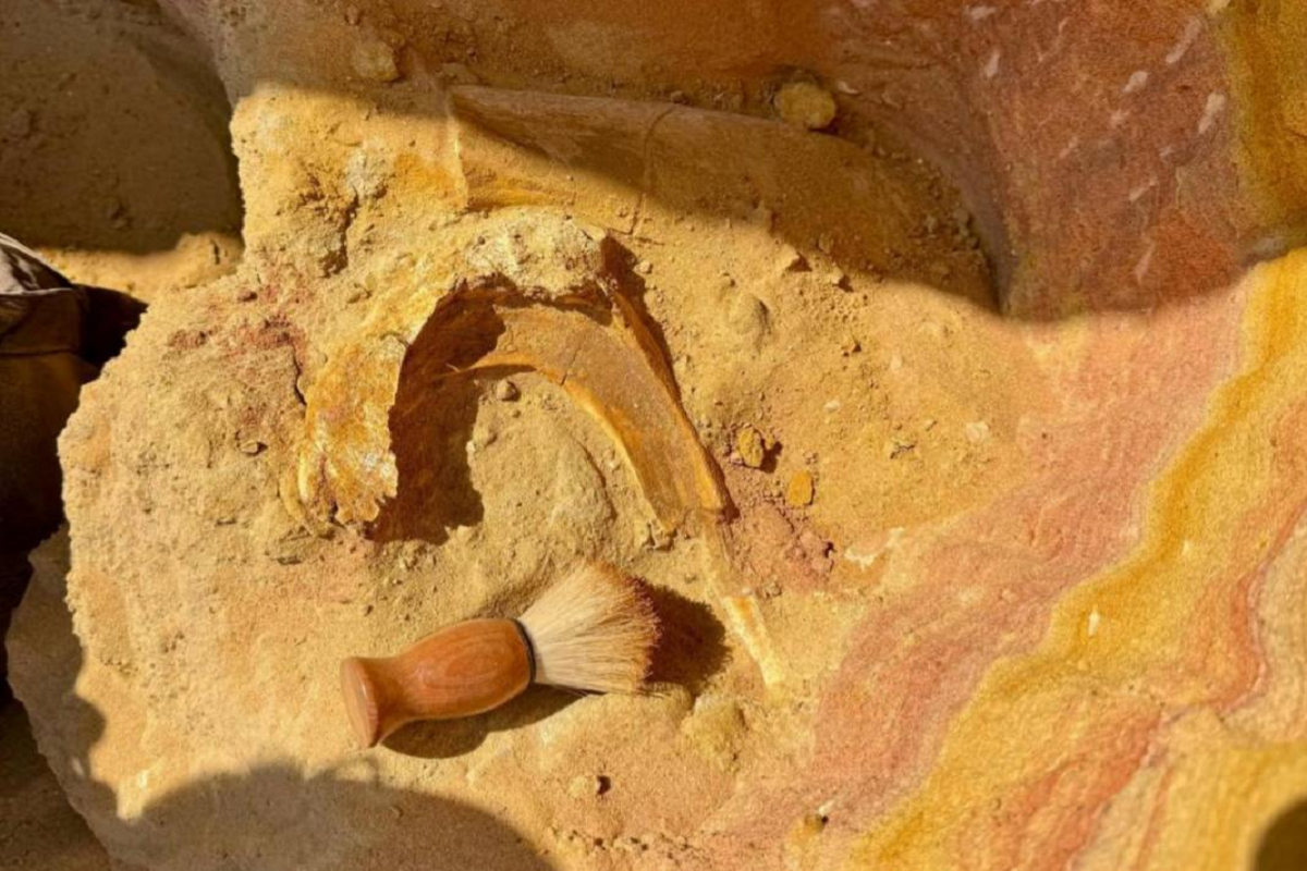    Фото: пресс-служба, источник: СПбГУ