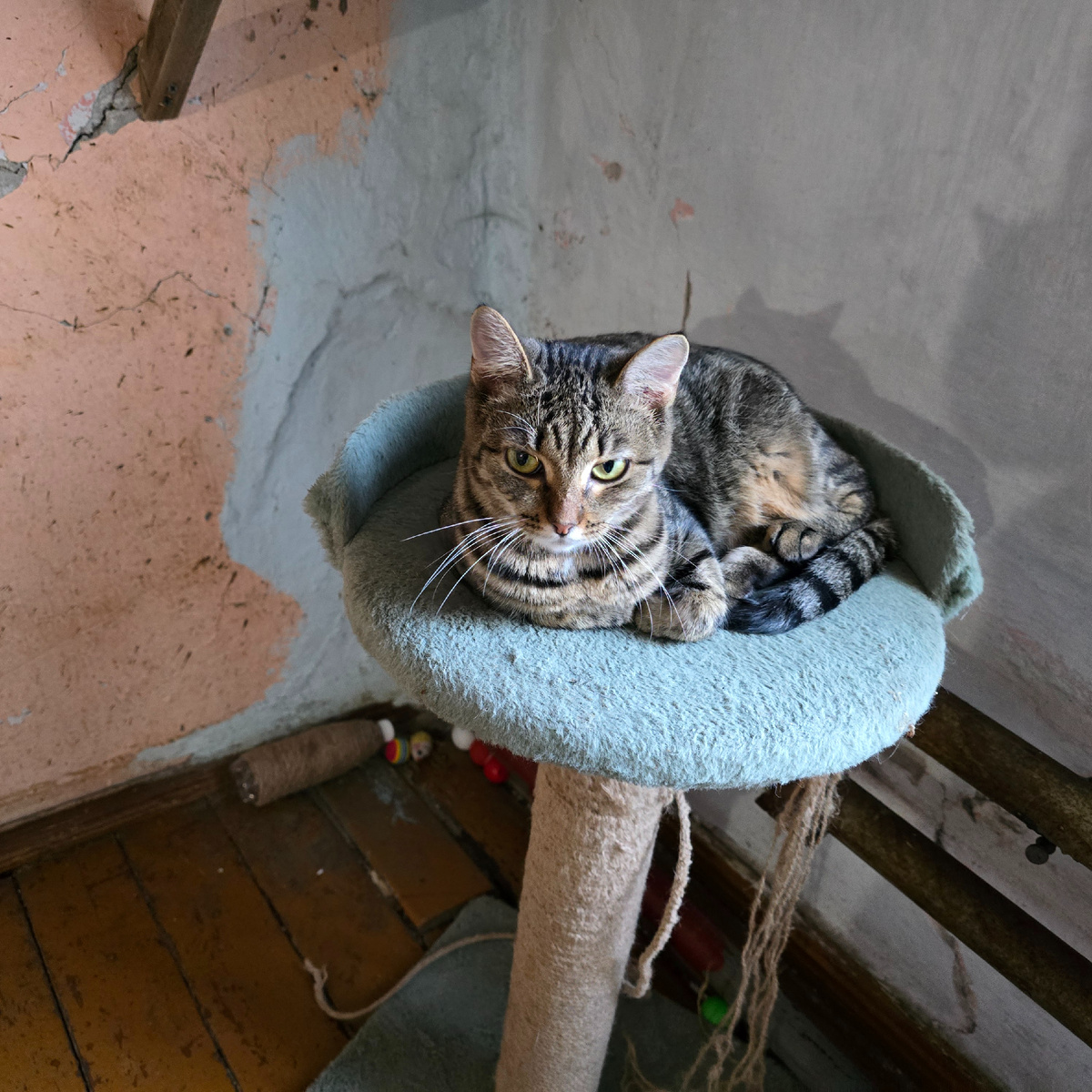 полосатый взгляд полный тихой мольбы