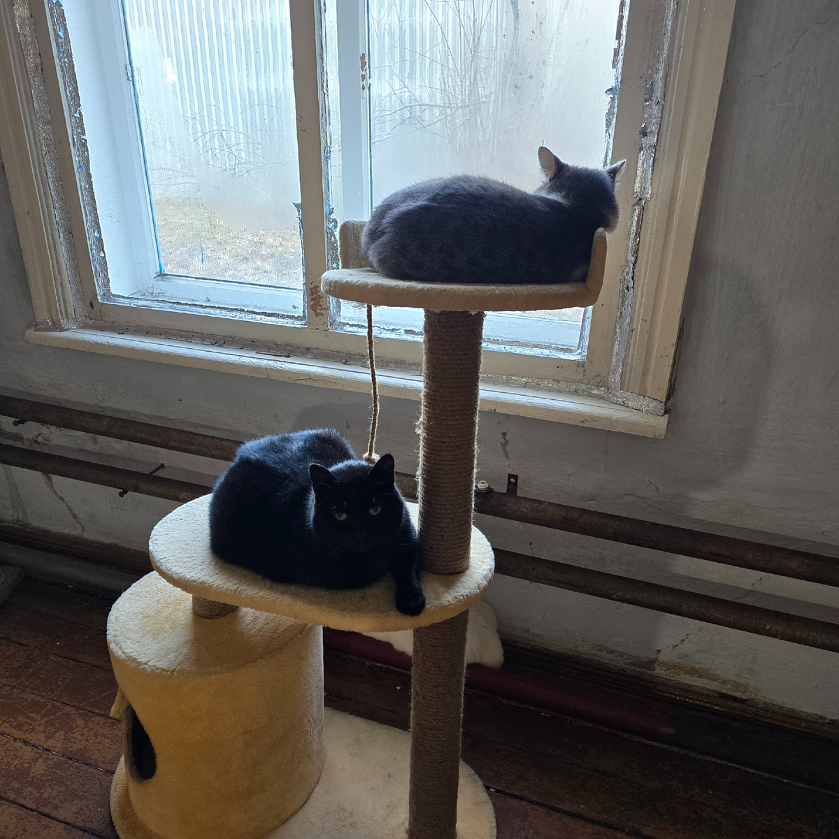 черные силуэты у окна надежды