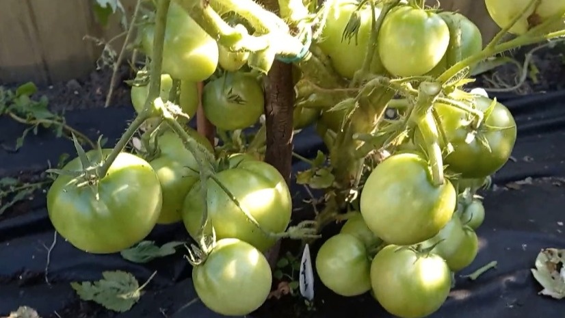 Демидов выжил при -1°C, когда другие сорта погибли