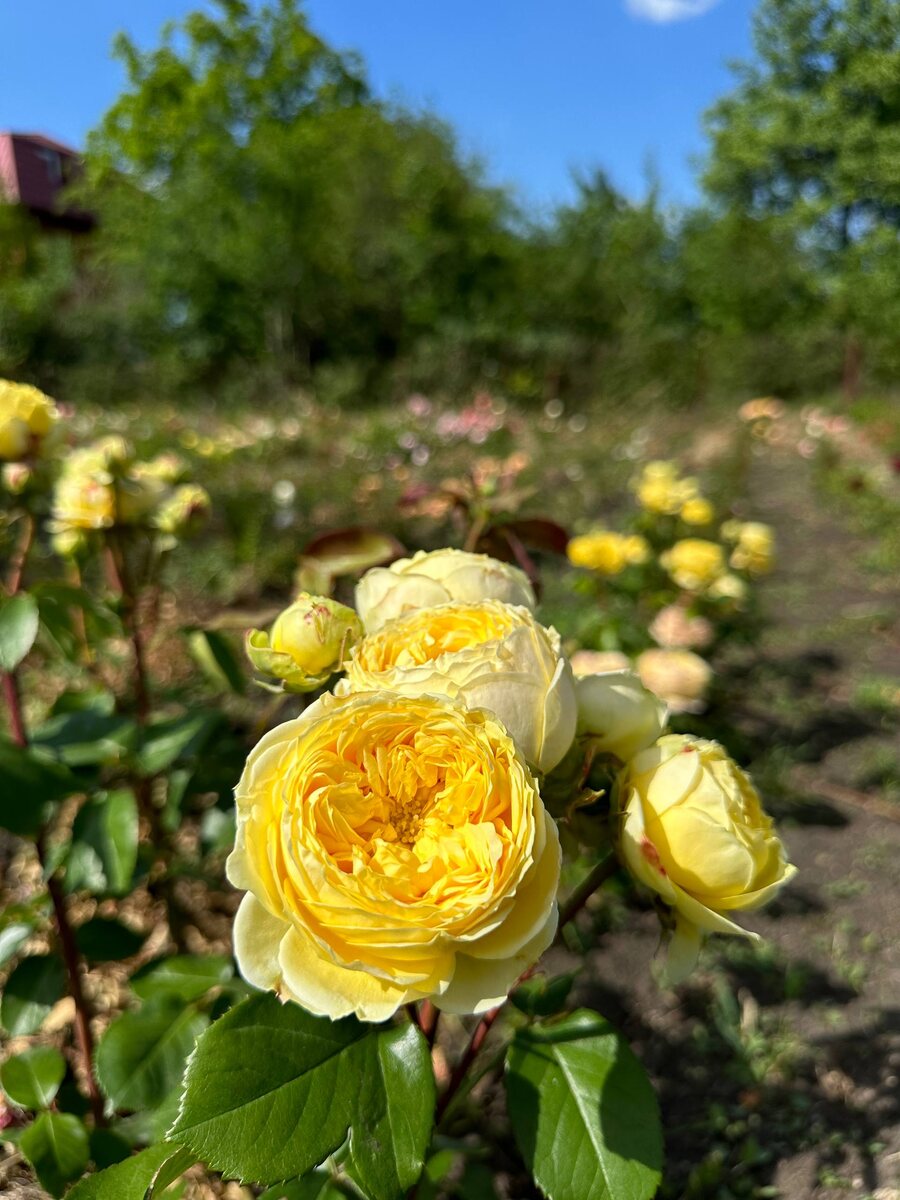 Роза Каталина - срезочный сорт