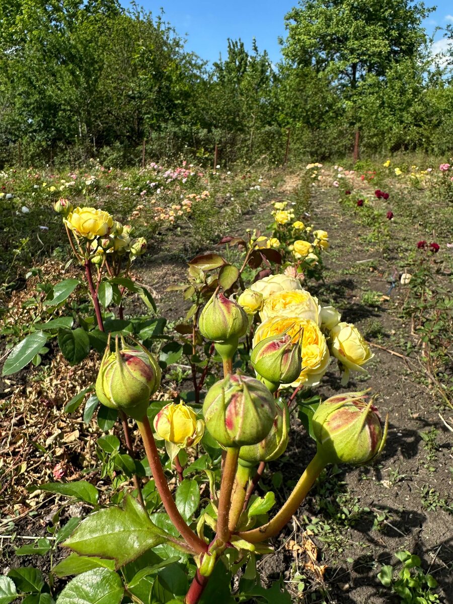 Роза Каталина 