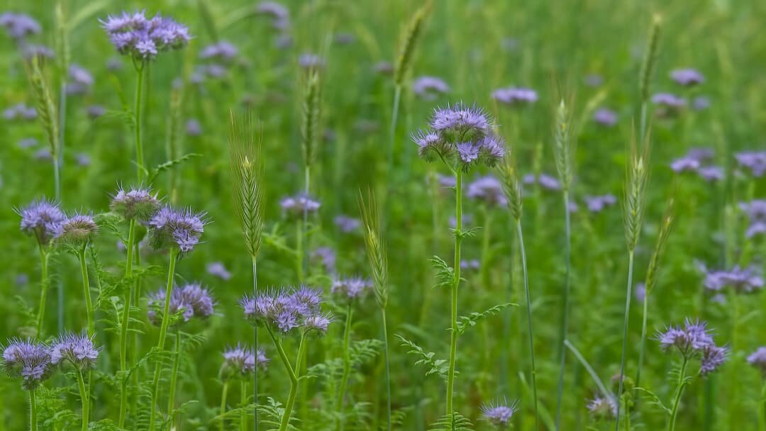 Сидераты для улучшения структуры почвы