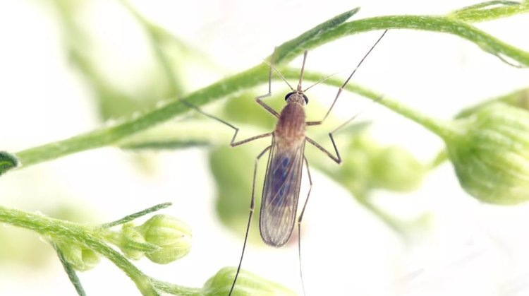    Фото: The Pirbright Institute