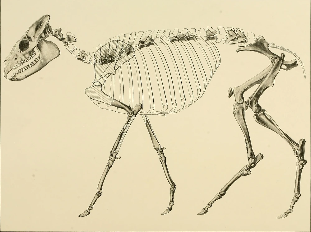 Прорисовка скелета тоатерия