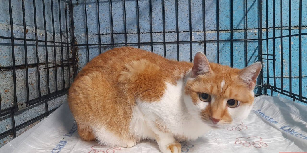 Рыжему коту-найденышу ищут заботливую семью в Новосибирске