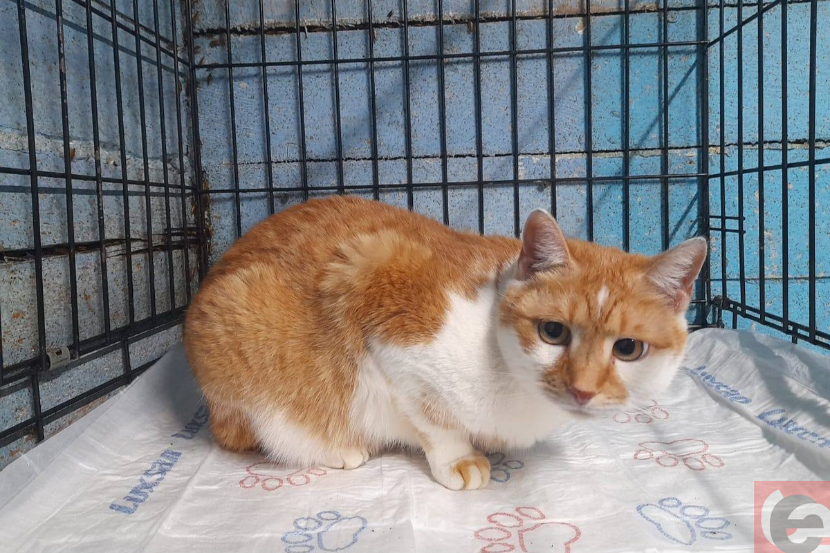    Фото: читатель "Прецедента"