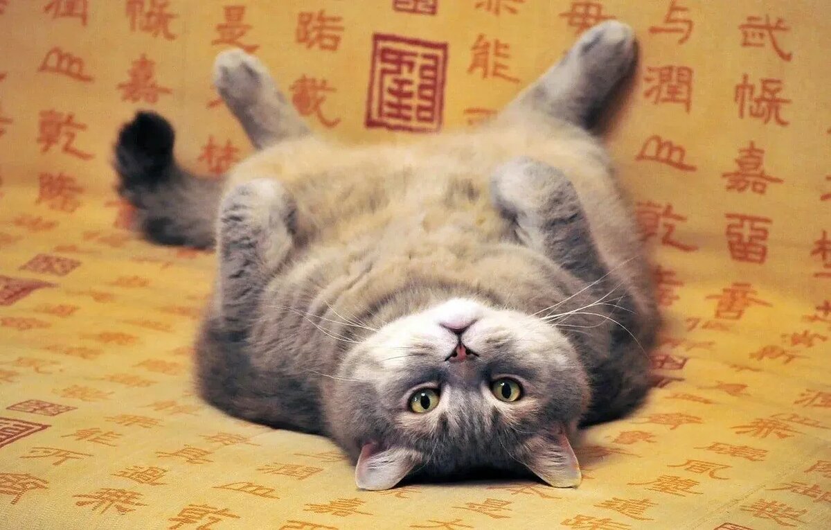 Ещё одна наглядная иллюстрация. Милая такая, пухлая и пушистая