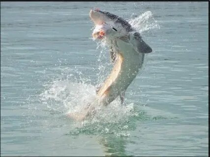 В резултате  перегораживания Волги в районе Волгограда осетровые вместо распространения 