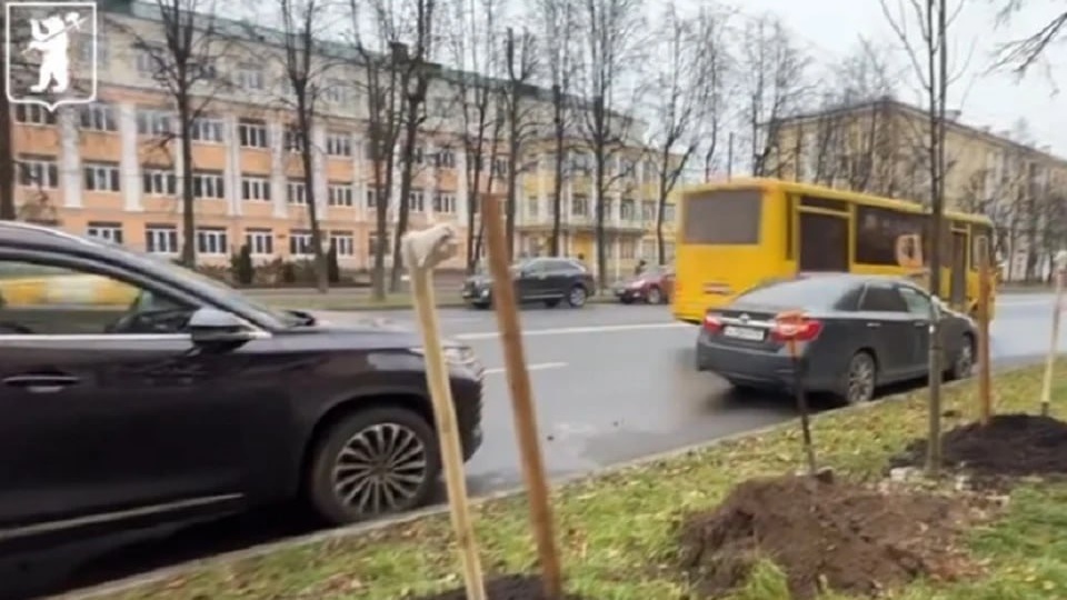 Аллея из лип появилась на улице Свободы в Ярославле