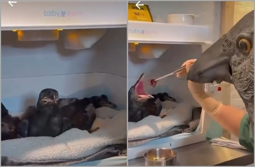    Видео: для чего ветеринары надевают птичьи маски во время кормления птенцов