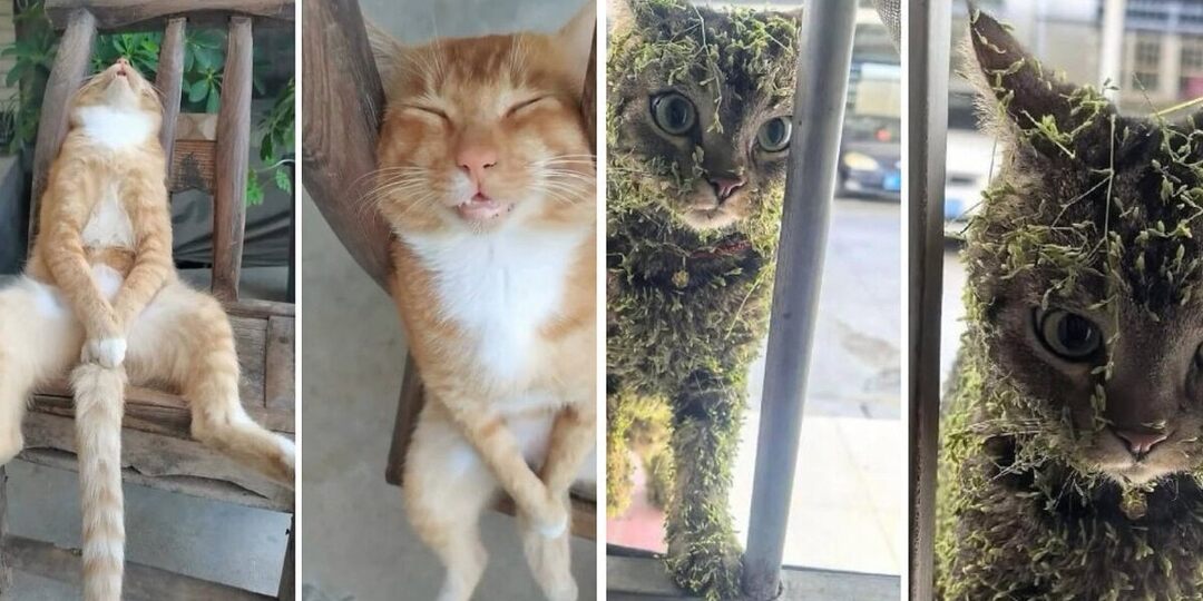 17 котят с мощной аурой, благодаря которым у вас будет хорошее настроение