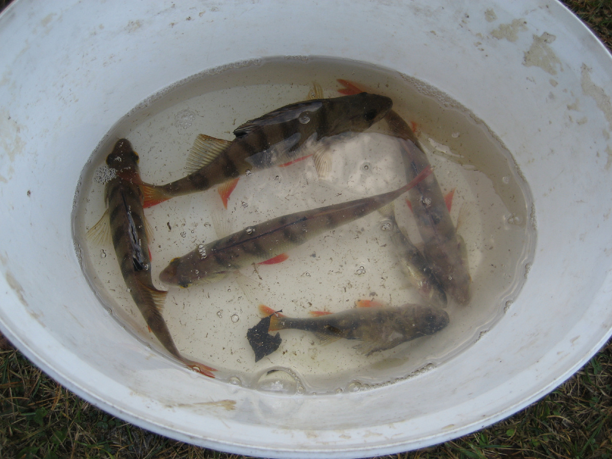 Мои первые на Рыбинке полудохлые живцы...