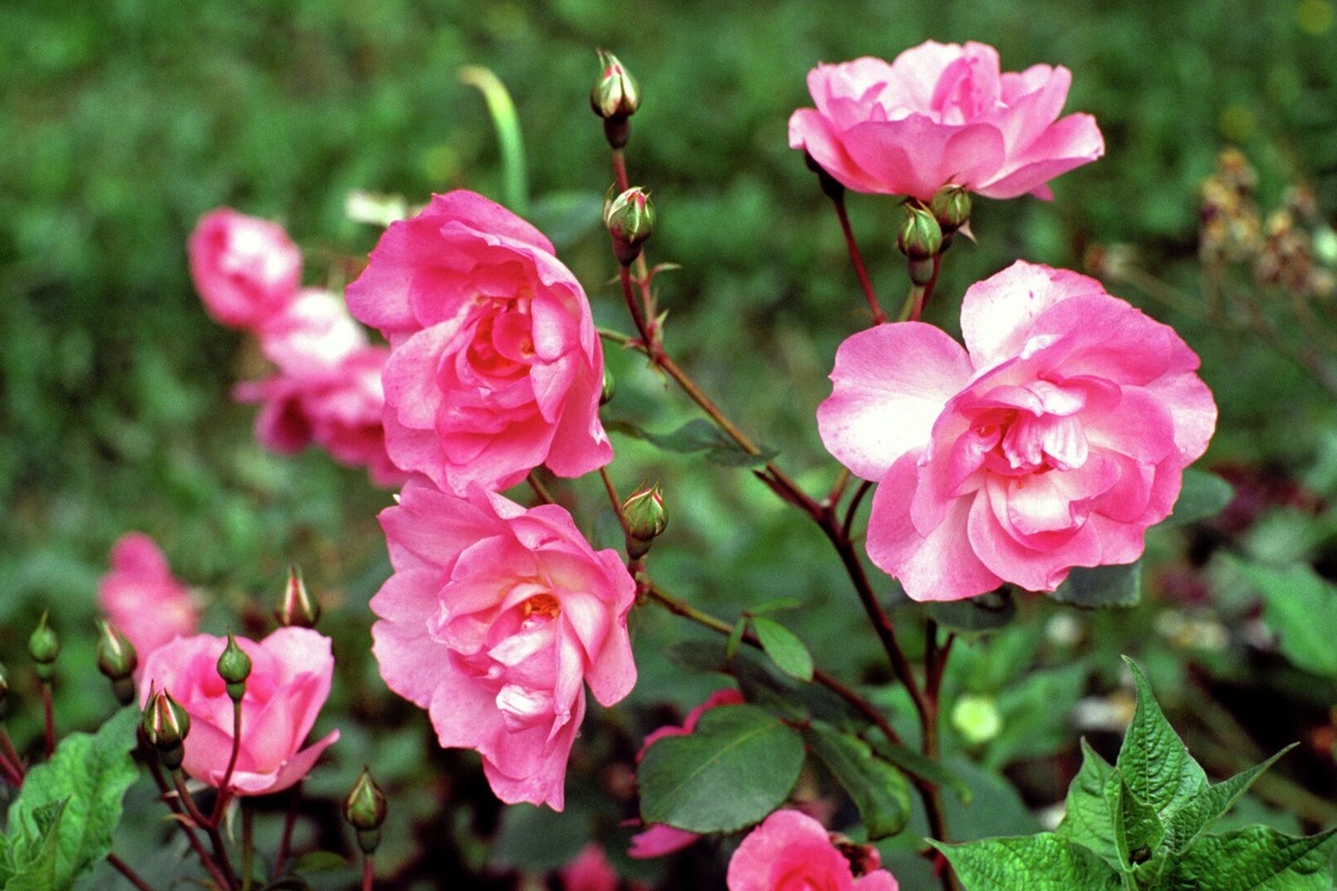    Фото: Александр Красавин, источник: ria.ru