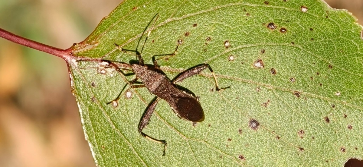 Oppo Find X9 Pro. Фото  Ice Universe  📷
