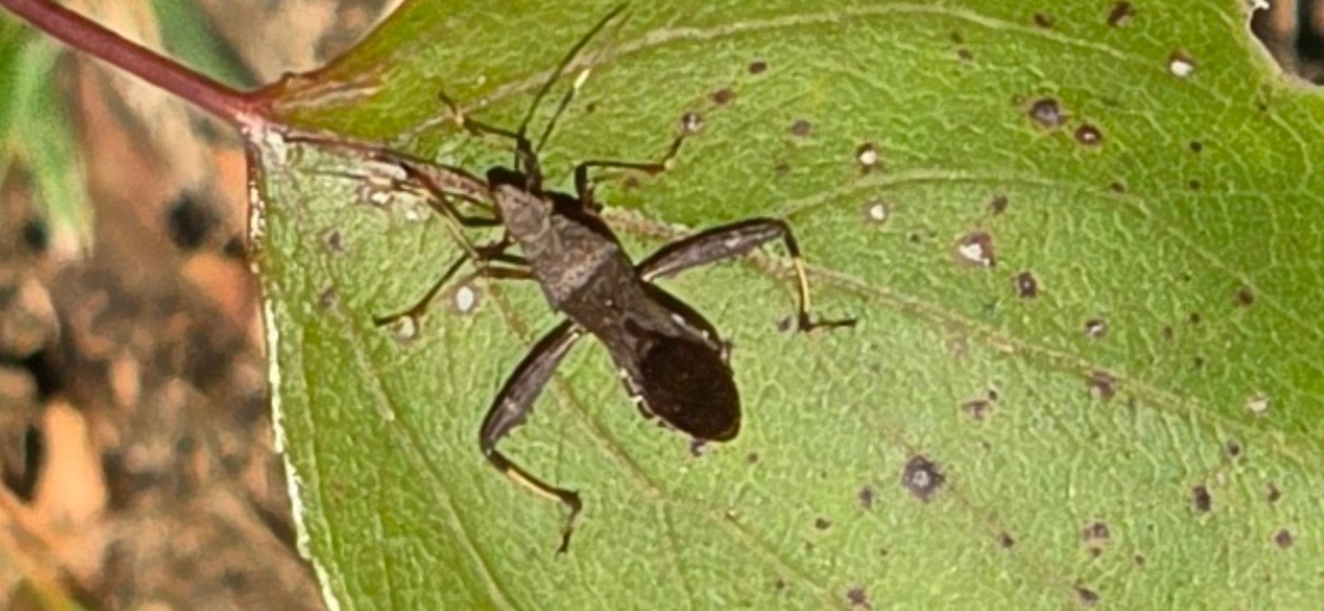 Galaxy S25 Ultra. Фото  Ice Universe  📷
