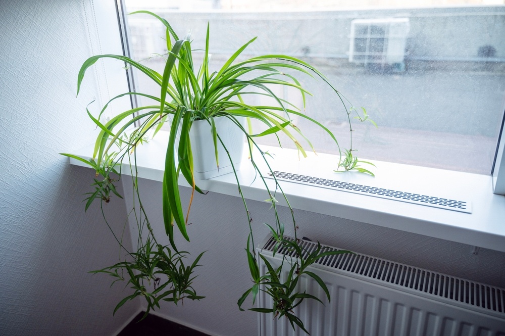 Источник фото shutterstock.com