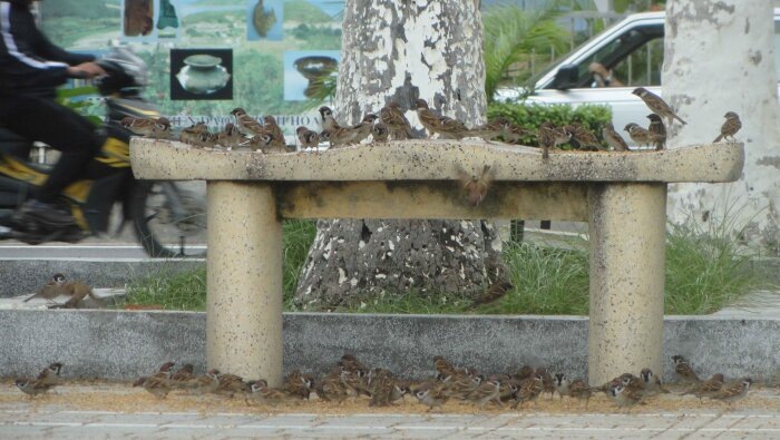 Нельзя сказать, чтобы в Юго-Восточной Азии было недостаточно воробьёв. Скорее наоборот / Фото: Vostok.Today