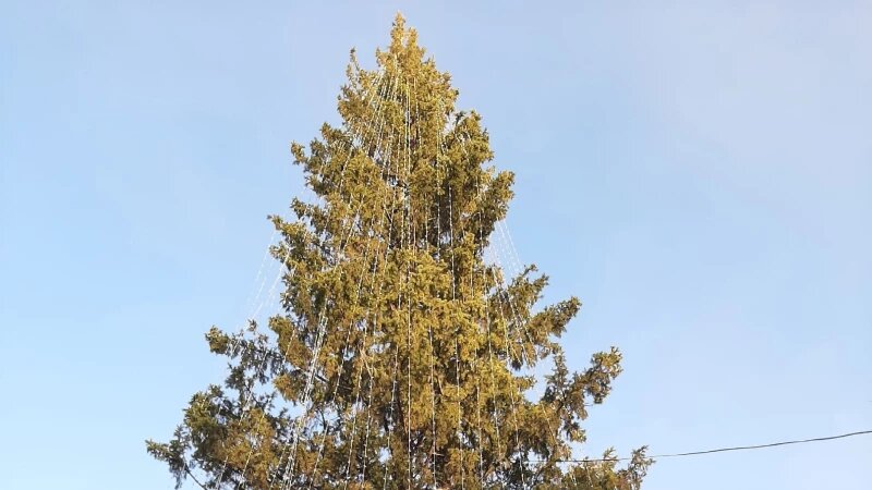     Новогодняя елка в парке «Изумрудный». Лариса Васильева