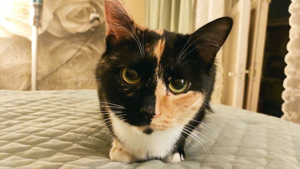 Серьёзное котиньковое огорчение