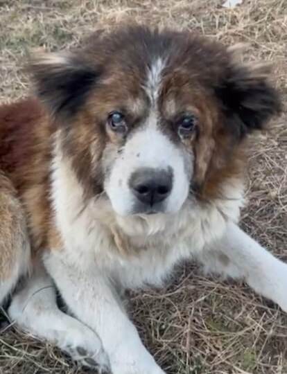 Количество показов и просмотров стремится к нулю, а за ними резко падает помощь, нас походу, решили уморить голодом!